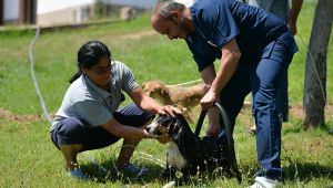 SOKAK HAYVANLARI İÇİN SICAKLIK ALARMI